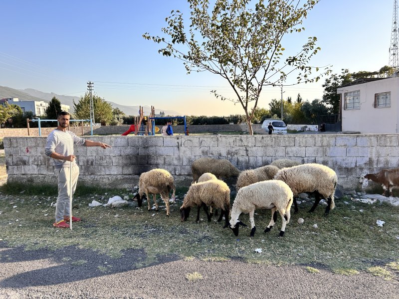 Hatay'da çalınan 22 koyunu polis ekipleri buldu