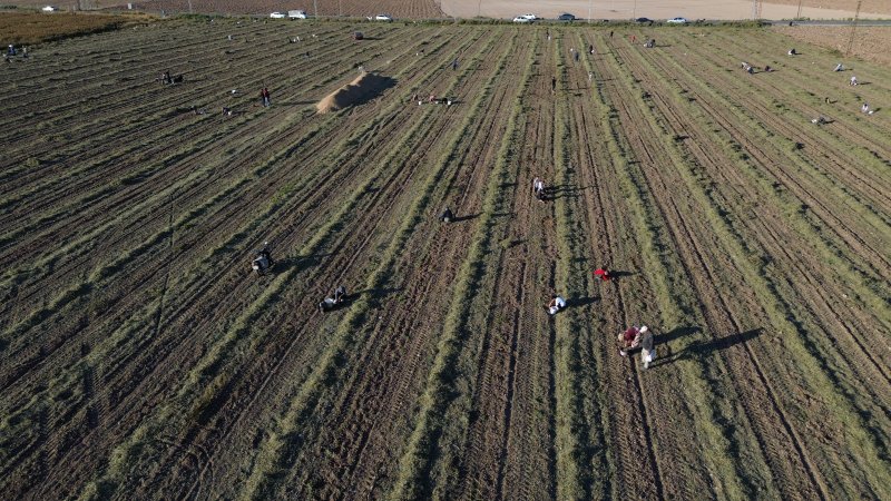 Hatay'da Çiftçi Fıstıkları Vatandaşa Bıraktı