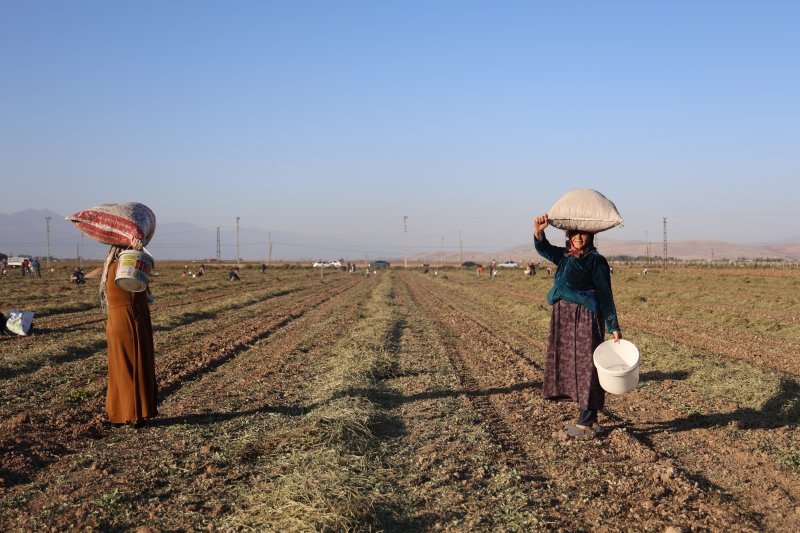 Hatay'da Çiftçi Fıstıkları Vatandaşa Bıraktı
