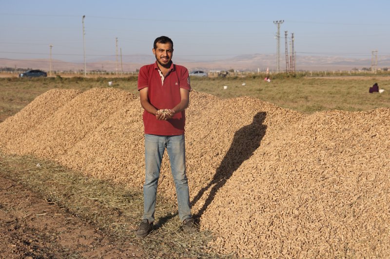 Hatay'da Çiftçi Fıstıkları Vatandaşa Bıraktı