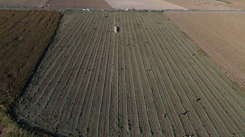 Hatay'da Çiftçi Fıstıkları Vatandaşa Bıraktı