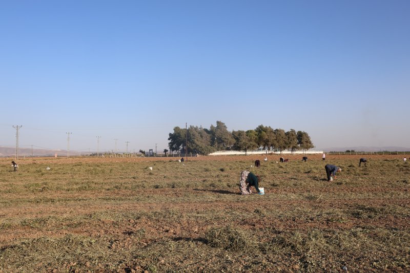 Hatay'da Çiftçi Fıstıkları Vatandaşa Bıraktı