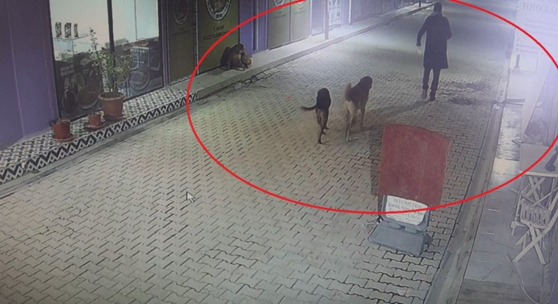 Akılalmaz olay: İş yerinin kapısını açıp kedileri köpeklere parçalattı