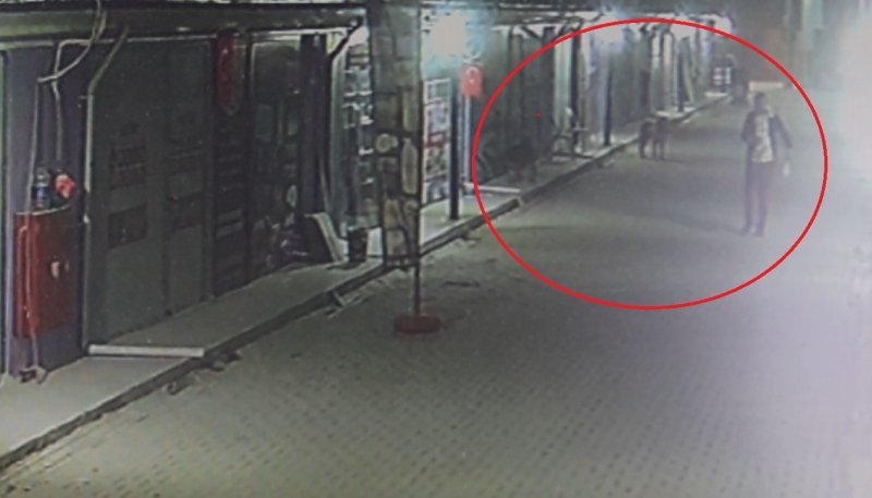 Akılalmaz olay: İş yerinin kapısını açıp kedileri köpeklere parçalattı