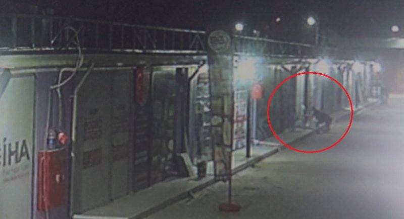 Akılalmaz olay: İş yerinin kapısını açıp kedileri köpeklere parçalattı