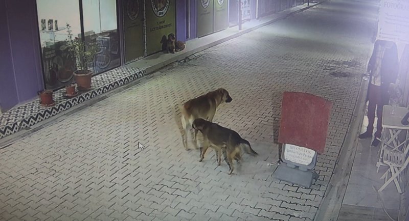 Akılalmaz olay: İş yerinin kapısını açıp kedileri köpeklere parçalattı