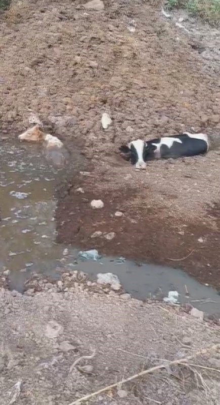 Balçığa saplanan 3 inek zorlu çalışmayla kurtarıldı