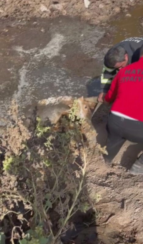 Balçığa saplanan 3 inek zorlu çalışmayla kurtarıldı