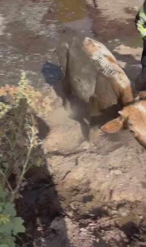 Balçığa saplanan 3 inek zorlu çalışmayla kurtarıldı