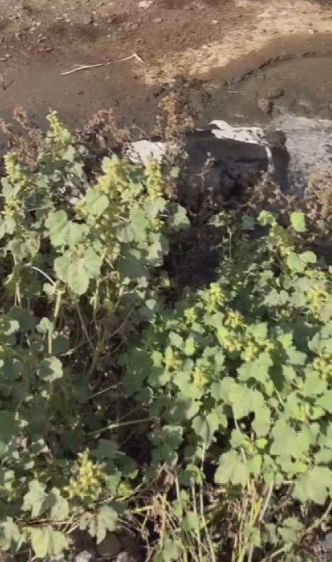 Balçığa saplanan 3 inek zorlu çalışmayla kurtarıldı