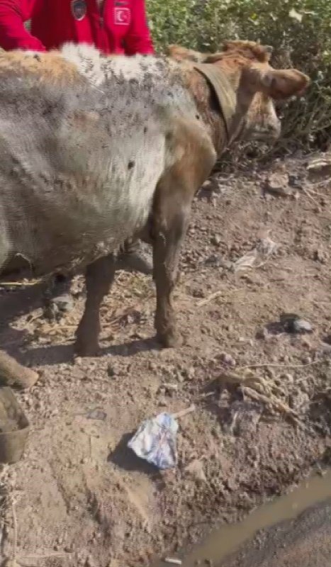 Balçığa saplanan 3 inek zorlu çalışmayla kurtarıldı