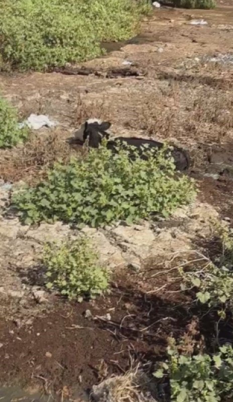 Balçığa saplanan 3 inek zorlu çalışmayla kurtarıldı