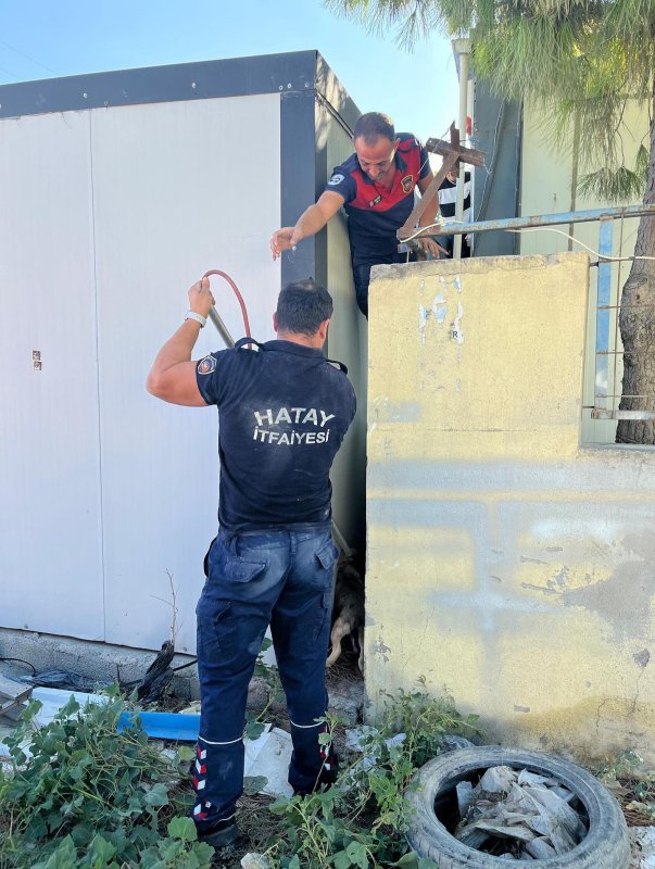 Duvar ile konteyner arasında sıkışan köpeği itfaiye kurtardı (Fotoğraflı) Ramazan İlın HATAY (İHA) - Hatay'da konteyner ve duvar arasında sıkışarak mahsur kalan yavru köpeği itfaiye ekipleri kurtardı. Arsuz ilçesi Karahüseyinli Mahallesi’nde konteyner ve duvar arasına giren yavru köpek mahsur kaldı. Sesi fark edenler durumu itfaiye ekiplerine bildirdi. Yavru köpek, ekiplerin titiz çalışmasıyla sağlıklı bir şekilde kurtarıldı. Kurtarılan yavru köpek kardeşlerinin yanına bırakıldı.