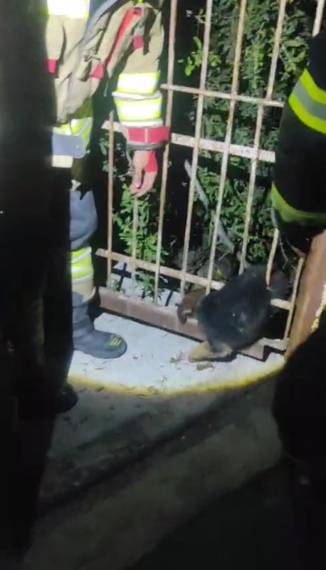 Demir korkuluklara sıkışan yavru köpek itfaiye ekiplerince kurtarıldı (Fotoğraflı) Ogün Aslan HATAY (İHA) - Hatay’ın Arsuz ilçesinde demir korkuluklara sıkışan yavru köpek, itfaiye ekiplerinin titiz çalışmasıyla kurtarıldı. Olay, Arsuz ilçesine bağlı Çetillik Mahallesi’nde meydana geldi. Demir korkuluklar arasına giren yavru köpek, sıkışarak mahsur kaldı. Durumu fark eden vatandaşlar, Hatay Büyükşehir Belediyesi İtfaiye Daire Başkanlığı ekiplerine haber verdi. Kısa sürede olay yerine gelen itfaiye ekipleri, yavru köpeği zarar vermeden kurtarmak için çalışma başlattı. Demir kesme makinesi yardımıyla yapılan dikkatli müdahale sonucu yavru köpek sıkıştığı yerden çıkarıldı. Kurtarılan köpeğin sağlık durumunun iyi olduğu öğrenildi.