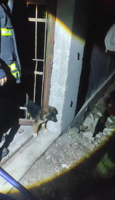 Demir korkuluklara sıkışan yavru köpek itfaiye ekiplerince kurtarıldı (Fotoğraflı) Ogün Aslan HATAY (İHA) - Hatay’ın Arsuz ilçesinde demir korkuluklara sıkışan yavru köpek, itfaiye ekiplerinin titiz çalışmasıyla kurtarıldı. Olay, Arsuz ilçesine bağlı Çetillik Mahallesi’nde meydana geldi. Demir korkuluklar arasına giren yavru köpek, sıkışarak mahsur kaldı. Durumu fark eden vatandaşlar, Hatay Büyükşehir Belediyesi İtfaiye Daire Başkanlığı ekiplerine haber verdi. Kısa sürede olay yerine gelen itfaiye ekipleri, yavru köpeği zarar vermeden kurtarmak için çalışma başlattı. Demir kesme makinesi yardımıyla yapılan dikkatli müdahale sonucu yavru köpek sıkıştığı yerden çıkarıldı. Kurtarılan köpeğin sağlık durumunun iyi olduğu öğrenildi.