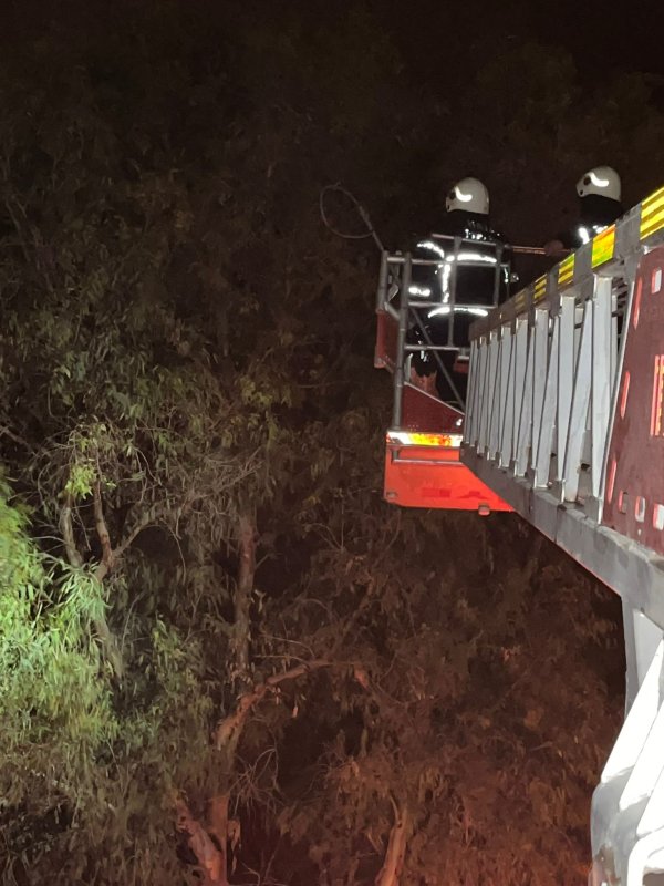 Ağaçta sıkışan kediyi itfaiye kurtardı (Fotoğraflı) Ramazan İlın HATAY (İHA) - Hatay'ın Samandağ ilçesinde ağaçta mahsur kalan kedi, itfaiye ekiplerince kurtarıldı. Çöğürlü Mahallesi'nde tırmandığı ağaçta sıkışarak mahsur kalan kedinin miyavlamasını duyan vatandaşlar durumu 112 Acil Çağrı Merkezi'ne bildirdi. İhbar üzerine olay yerine Hatay Büyükşehir Belediyesine bağlı itfaiye ekipleri sevk edildi. Kısa sürede bölgeye gelen ekipler, merdiven yardımıyla ağaçta sıkışan kediyi kurtarıp, doğal yaşam alanına bıraktı.