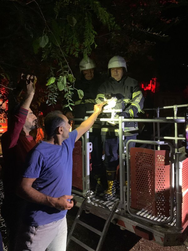 Ağaçta sıkışan kediyi itfaiye kurtardı (Fotoğraflı) Ramazan İlın HATAY (İHA) - Hatay'ın Samandağ ilçesinde ağaçta mahsur kalan kedi, itfaiye ekiplerince kurtarıldı. Çöğürlü Mahallesi'nde tırmandığı ağaçta sıkışarak mahsur kalan kedinin miyavlamasını duyan vatandaşlar durumu 112 Acil Çağrı Merkezi'ne bildirdi. İhbar üzerine olay yerine Hatay Büyükşehir Belediyesine bağlı itfaiye ekipleri sevk edildi. Kısa sürede bölgeye gelen ekipler, merdiven yardımıyla ağaçta sıkışan kediyi kurtarıp, doğal yaşam alanına bıraktı.