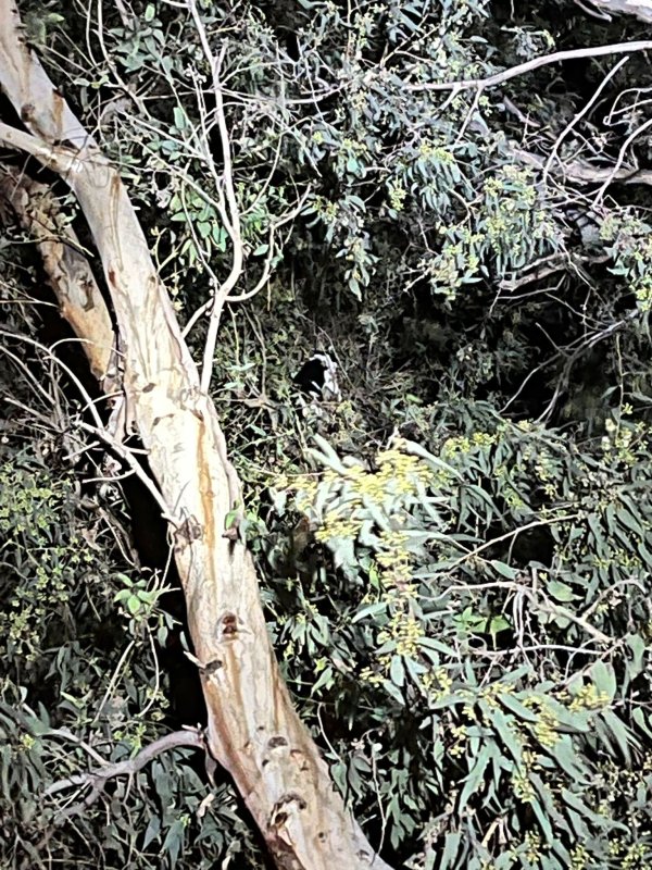 Ağaçta sıkışan kediyi itfaiye kurtardı (Fotoğraflı) Ramazan İlın HATAY (İHA) - Hatay'ın Samandağ ilçesinde ağaçta mahsur kalan kedi, itfaiye ekiplerince kurtarıldı. Çöğürlü Mahallesi'nde tırmandığı ağaçta sıkışarak mahsur kalan kedinin miyavlamasını duyan vatandaşlar durumu 112 Acil Çağrı Merkezi'ne bildirdi. İhbar üzerine olay yerine Hatay Büyükşehir Belediyesine bağlı itfaiye ekipleri sevk edildi. Kısa sürede bölgeye gelen ekipler, merdiven yardımıyla ağaçta sıkışan kediyi kurtarıp, doğal yaşam alanına bıraktı.