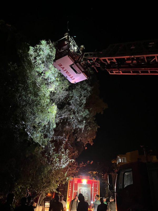 Ağaçta sıkışan kediyi itfaiye kurtardı (Fotoğraflı) Ramazan İlın HATAY (İHA) - Hatay'ın Samandağ ilçesinde ağaçta mahsur kalan kedi, itfaiye ekiplerince kurtarıldı. Çöğürlü Mahallesi'nde tırmandığı ağaçta sıkışarak mahsur kalan kedinin miyavlamasını duyan vatandaşlar durumu 112 Acil Çağrı Merkezi'ne bildirdi. İhbar üzerine olay yerine Hatay Büyükşehir Belediyesine bağlı itfaiye ekipleri sevk edildi. Kısa sürede bölgeye gelen ekipler, merdiven yardımıyla ağaçta sıkışan kediyi kurtarıp, doğal yaşam alanına bıraktı.