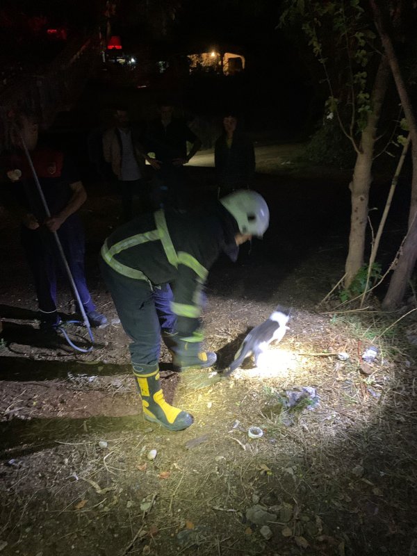 Ağaçta sıkışan kediyi itfaiye kurtardı (Fotoğraflı) Ramazan İlın HATAY (İHA) - Hatay'ın Samandağ ilçesinde ağaçta mahsur kalan kedi, itfaiye ekiplerince kurtarıldı. Çöğürlü Mahallesi'nde tırmandığı ağaçta sıkışarak mahsur kalan kedinin miyavlamasını duyan vatandaşlar durumu 112 Acil Çağrı Merkezi'ne bildirdi. İhbar üzerine olay yerine Hatay Büyükşehir Belediyesine bağlı itfaiye ekipleri sevk edildi. Kısa sürede bölgeye gelen ekipler, merdiven yardımıyla ağaçta sıkışan kediyi kurtarıp, doğal yaşam alanına bıraktı.