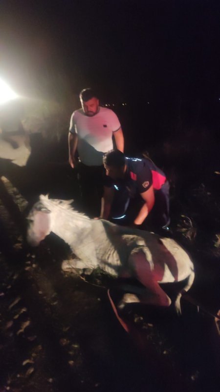 Balçığa saplanan eşek vinçle kurtarıldı