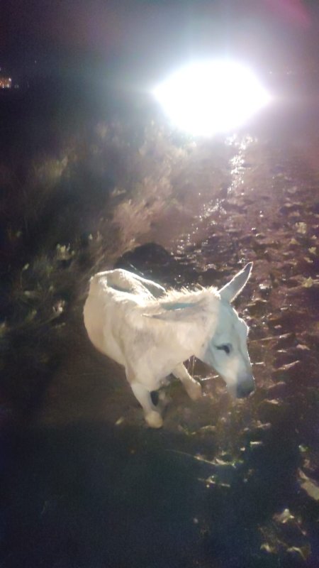 Balçığa saplanan eşek vinçle kurtarıldı