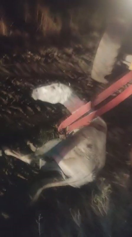 Balçığa saplanan eşek vinçle kurtarıldı