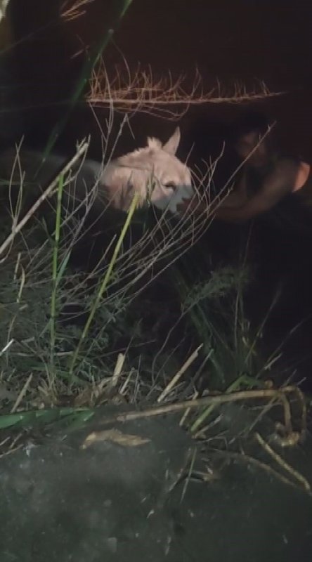 Balçığa saplanan eşek vinçle kurtarıldı