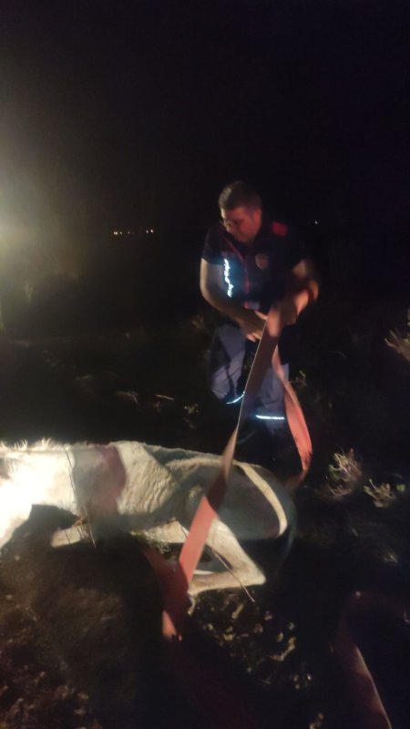 Balçığa saplanan eşek vinçle kurtarıldı