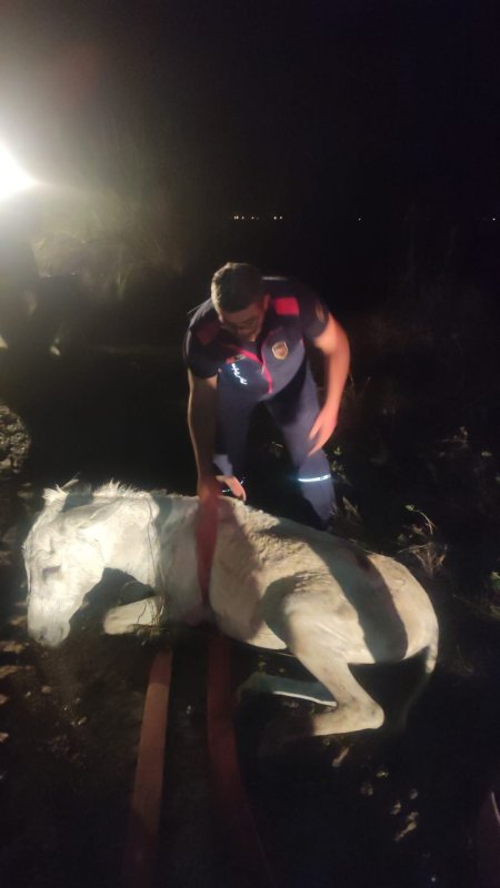 Balçığa saplanan eşek vinçle kurtarıldı