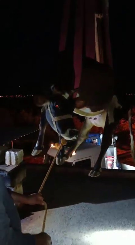 Evin damında mahsur kalan inek vinçle kurtarıldı