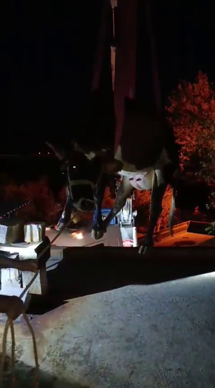 Evin damında mahsur kalan inek vinçle kurtarıldı