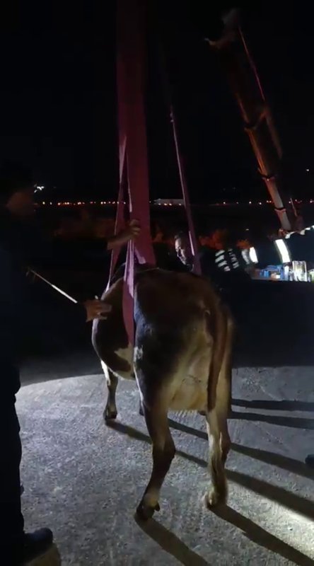 Evin damında mahsur kalan inek vinçle kurtarıldı