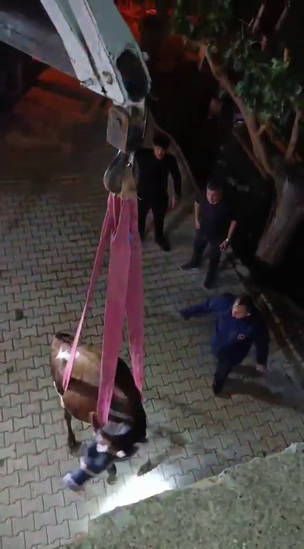 Evin damında mahsur kalan inek vinçle kurtarıldı