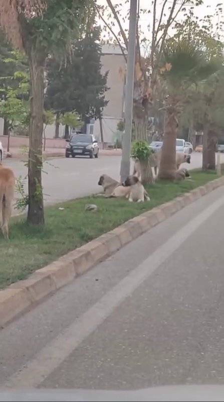Sayıları 10’u bulan sokak köpekleri çocuğa korku dolu anlar yaşattı (Fotoğraflı) Yakup Söylemez HATAY (İHA) - Hatay’ın Hassa ilçesinde sayıları 10’u bularak grup halinde kent merkezinde gezen başıboş köpekler, vatandaşları tedirgin ediyor. Sokak köpeklerinin küçük bir çocuğa yaşattığı korku dolu anlarsa kameraya yansıdı. Hassa ilçe merkezinde sayıları 10’u bulan ve grup halinde gezen başıboş köpekler, sokakları mesken tutmuş durumda. Vatandaşlara korku dolu anlar yaşatan sokak köpekleri, grup halinde gezdikleri esnada vatandaş tarafından cep telefonuyla tek tek görüntülendi. Öte yandan, kent merkezinde bir köpeğin çocuğu kovalayarak korku yaşattığı anlarsa güvenlik kamerasına yansıdı. Bölge sakinleri, kendilerini tedirgin eden sokak köpekleri için çözüm bekliyorlar. Köpeklerin bölge halkına sık sık korku dolu anlar yaşattığını ifade eden Sefa Akarsu, "Kameradan baktığımızda çocuğu köpekler kovalıyordu. Hemen arkadaşım çıktı, taş attı ve köpek oradan uzaklaştı. Video çektik, paylaşımlar yaptık ama üstüne gidilmiyor. Belediyeye toplanması için şikayetlerde bulunuyoruz. Geçen bir tane bebekli kadına da saldırdılar" dedi. Sokak köpeklerinin çocuğa saldırdığı anı anlatan Bestami Can Karahanlı, "Arkadaşımla çalışıyorduk, çocuğun ağlama sesi geldi. Köpek çocuğu kovaladı, ben de buradan kovaladım. Ardından köpek, çocuğun peşini bıraktı" ifadelerini kullandı.