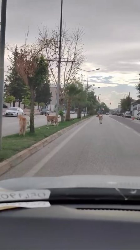 Sayıları 10’u bulan sokak köpekleri çocuğa korku dolu anlar yaşattı (Fotoğraflı) Yakup Söylemez HATAY (İHA) - Hatay’ın Hassa ilçesinde sayıları 10’u bularak grup halinde kent merkezinde gezen başıboş köpekler, vatandaşları tedirgin ediyor. Sokak köpeklerinin küçük bir çocuğa yaşattığı korku dolu anlarsa kameraya yansıdı. Hassa ilçe merkezinde sayıları 10’u bulan ve grup halinde gezen başıboş köpekler, sokakları mesken tutmuş durumda. Vatandaşlara korku dolu anlar yaşatan sokak köpekleri, grup halinde gezdikleri esnada vatandaş tarafından cep telefonuyla tek tek görüntülendi. Öte yandan, kent merkezinde bir köpeğin çocuğu kovalayarak korku yaşattığı anlarsa güvenlik kamerasına yansıdı. Bölge sakinleri, kendilerini tedirgin eden sokak köpekleri için çözüm bekliyorlar. Köpeklerin bölge halkına sık sık korku dolu anlar yaşattığını ifade eden Sefa Akarsu, "Kameradan baktığımızda çocuğu köpekler kovalıyordu. Hemen arkadaşım çıktı, taş attı ve köpek oradan uzaklaştı. Video çektik, paylaşımlar yaptık ama üstüne gidilmiyor. Belediyeye toplanması için şikayetlerde bulunuyoruz. Geçen bir tane bebekli kadına da saldırdılar" dedi. Sokak köpeklerinin çocuğa saldırdığı anı anlatan Bestami Can Karahanlı, "Arkadaşımla çalışıyorduk, çocuğun ağlama sesi geldi. Köpek çocuğu kovaladı, ben de buradan kovaladım. Ardından köpek, çocuğun peşini bıraktı" ifadelerini kullandı.