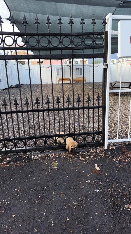 Demir kapıya sıkışan yavru köpeği itfaiye kurtardı