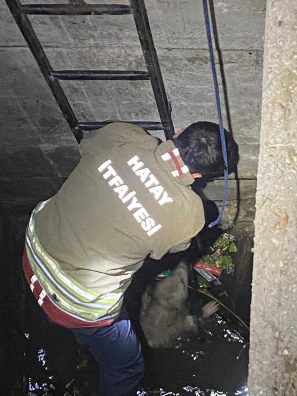 Su dolu kuyuya düşen 2 köpeği itfaiye kurtardı