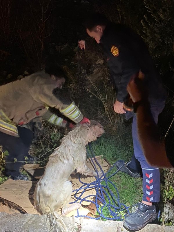 Su dolu kuyuya düşen 2 köpeği itfaiye kurtardı