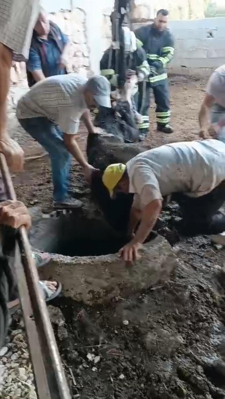   Kuyuya düşen ineği itfaiye kurtardı