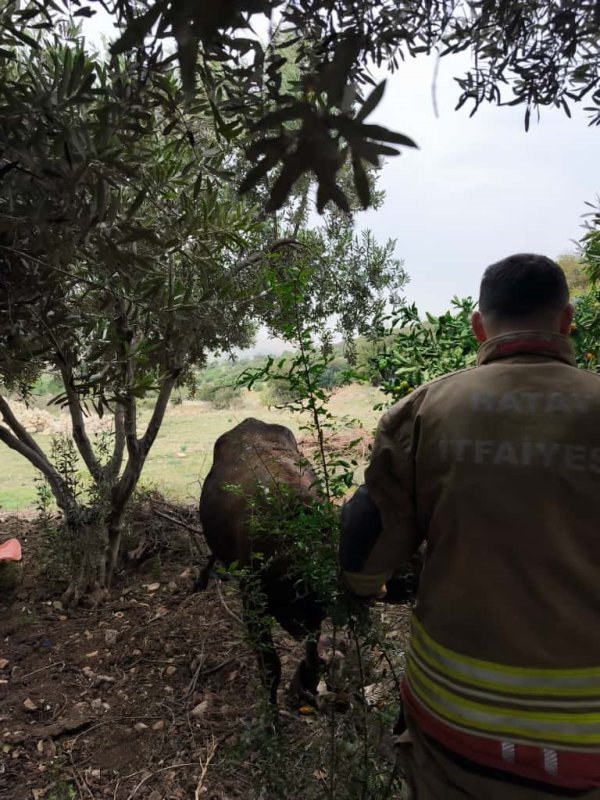 Kuyuya düşen ineği itfaiye kurtardı