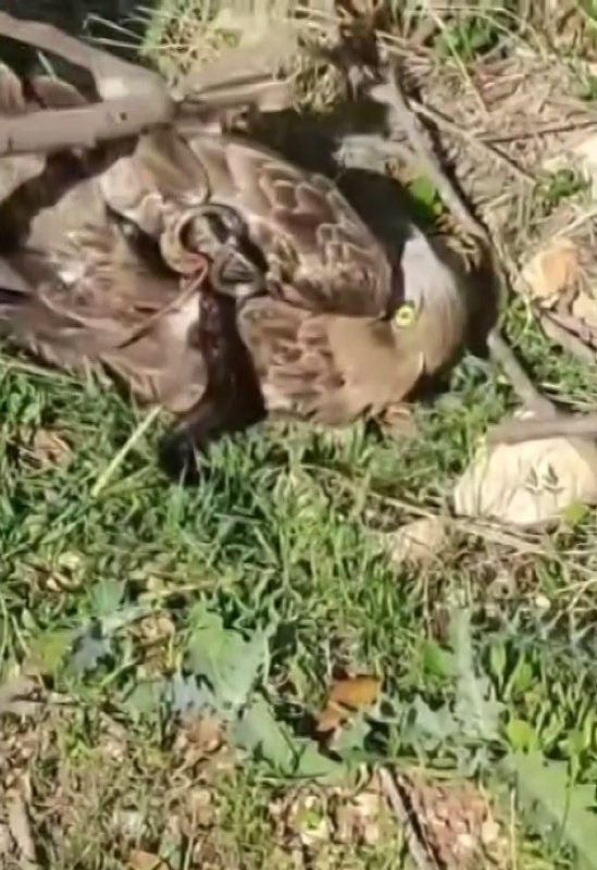  Korku dolu anlar: Yılanın boğazladığı kartalı kurtardı