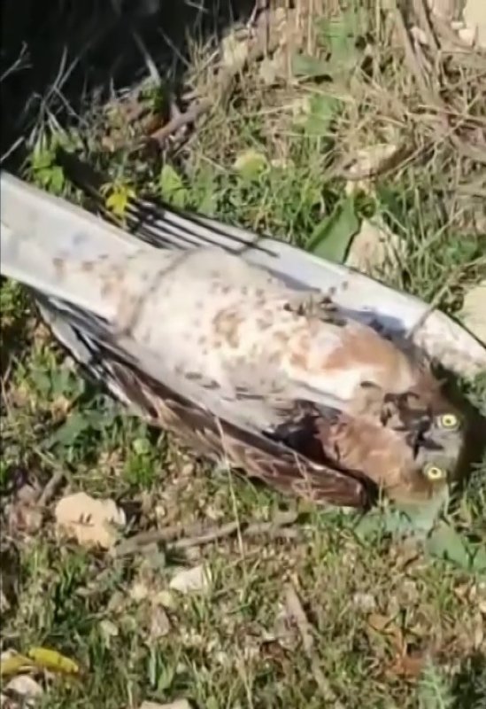  Korku dolu anlar: Yılanın boğazladığı kartalı kurtardı