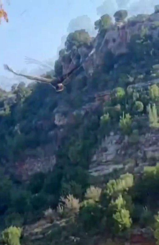  Korku dolu anlar: Yılanın boğazladığı kartalı kurtardı