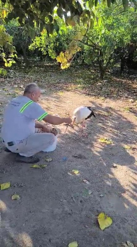 Hatay'da yaralı leylek tedavi altına alındı