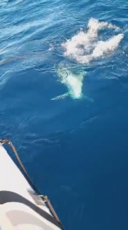 Amatör balıkçılar köpek balığından 1 saat süren mücadeleyle kurtuldu, o anlar kamareya yansıdı