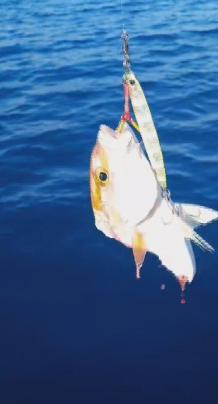 Amatör balıkçılar köpek balığından 1 saat süren mücadeleyle kurtuldu, o anlar kamareya yansıdı