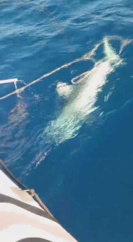 Amatör balıkçılar köpek balığından 1 saat süren mücadeleyle kurtuldu, o anlar kamareya yansıdı