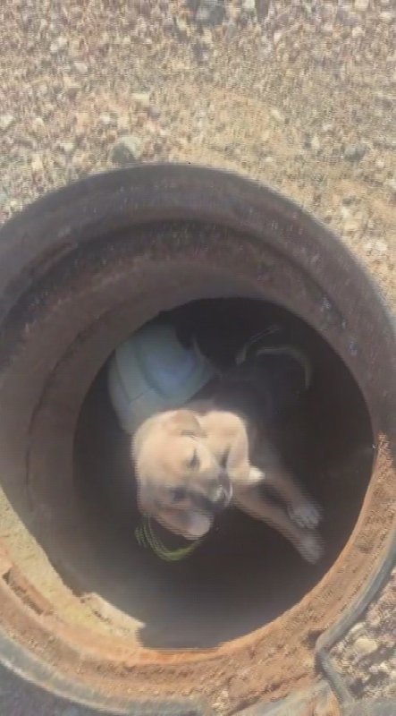 Hatay'da 6 metrelik çukurda mahsur kalan yavru köpeği itfaiye kurtardı (Fotoğraflı) Mehmet İhsan Çakar HATAY (İHA) - Hatay'ın Kırıkhan ilçesinde 6 metre derinliğindeki çukura düşen yavru köpek, itfaiye ekiplerince kurtarıldı. İlçeye bağlı Kurtlusoğuksu Mahallesi'nde bulunan 6 metre derinliğindeki çukurdan gelen yavru köpek sesi üzerine çevredeki vatandaşlar durumu 112 Acil Çağrı Merkezi'ne bildirdi. İhbar üzerine olay yerine Hatay Büyükşehir Belediyesi itfaiye ekipleri sevk edildi. Kısa sürede bölgeye gelen ekipler, yavru köpeği kurtarmak için çalışma başlattı. İtfaiye personeli 6 metre derinliğindeki çukura girerek yavru köpeği kurtardı. Kurtarılan köpek, sahibine teslim edildi.
