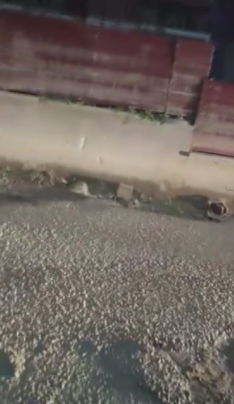 Yola beton döktü, "Benim firmam zengin, cezamızı öderiz" dedi (Fotoğraflı) Ramazan İlın HATAY (İHA) - Hatay'da yolun ortasına beton döken mikser, bir vatandaş tarafından cep telefonu kamerasıyla görüntülendi. Mikser sürücüsünün ‘Benim firmam zengin, cezamızı öderiz. O yüzden bekleyeceksiniz' sözleri ise vatandaşı çileden çıkarttı. Olay, Antakya ilçesi Esenlik Mahallesi'nde yaşandı. Sokak üzerinde duran 31 RN 822 plakalı mikserden yolun ortasına beton döküldü. Mikserden yolun ortasına beton döküldüğünü fark eden Fahri Cihan Kaymakçı, mikser sürücüsüne tepki gösterdi. Kaymakçı'nın cep telefonuyla da kayıt altına aldığı olayda mikser sürücüsü, "Benim firmam zengin, cezamızı öderiz. O yüzden bekleyeceksiniz" sözleriyle çileden çıkarttı. Görüntülerde mikserin yola beton döktüğü ve Kaymakçı'nın mikser sürücüsüyle tartıştığı anlar yer aldı. "Ben mikser beton dökerken videoya aldım ama sürücü umursamadı ve 'Cezamı yerim' dedi" Fahri Cihan Kaymakçı, "Eve gitmek için bir geçiş noktamız var. Sürücünün biri beton mikserini yolun ortasında durdurup beton döktü. Sürücüye 'Yolu açın geçelim' dediğimde ‘Bekleyeceksiniz' diyerek tepki gösterdi. Ben de videoya aldım ama sürücü umursamadı. Sürücü, ‘Benim firmam zengin, cezamızı öderiz. O yüzden bekleyeceksiniz' dedi. Videoda görülüyor sürücü mikserden yolun ortasına boşaltıyor. Arkadan mikserin kapağı açık, oradan beton dökülüyor. Sürücü çok rahattı. Mikser sürücülerine cezai işlem uygulansın veya başka bir çözüm bulunsun" dedi.